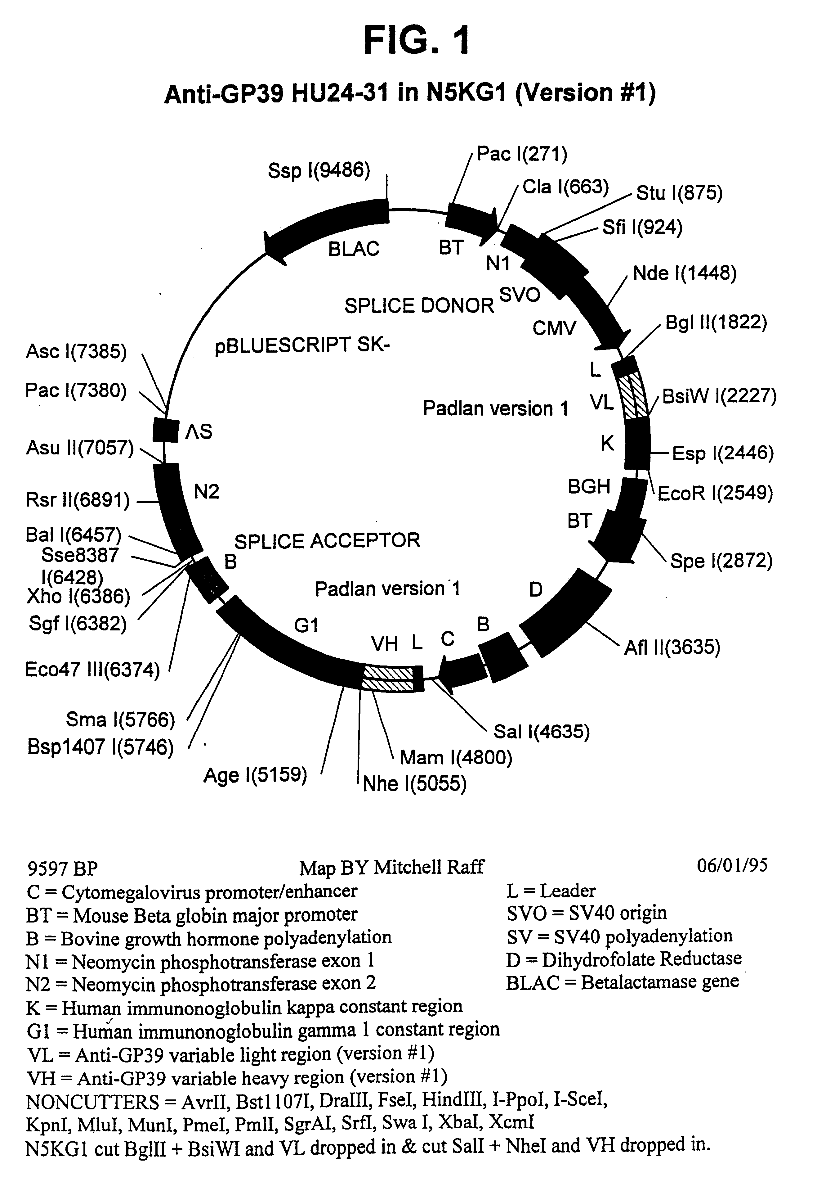 Methods of suppressing immune responses to transplanted tissues and organs with gp39-specific antibodies