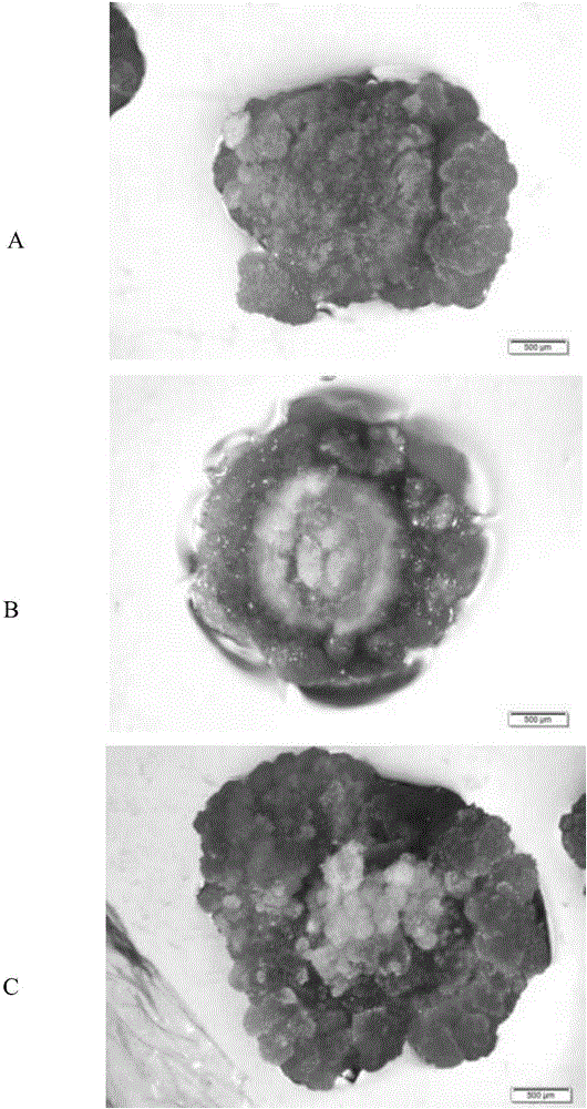 Mallotus oblongifolius callus culture method and culture medium thereof