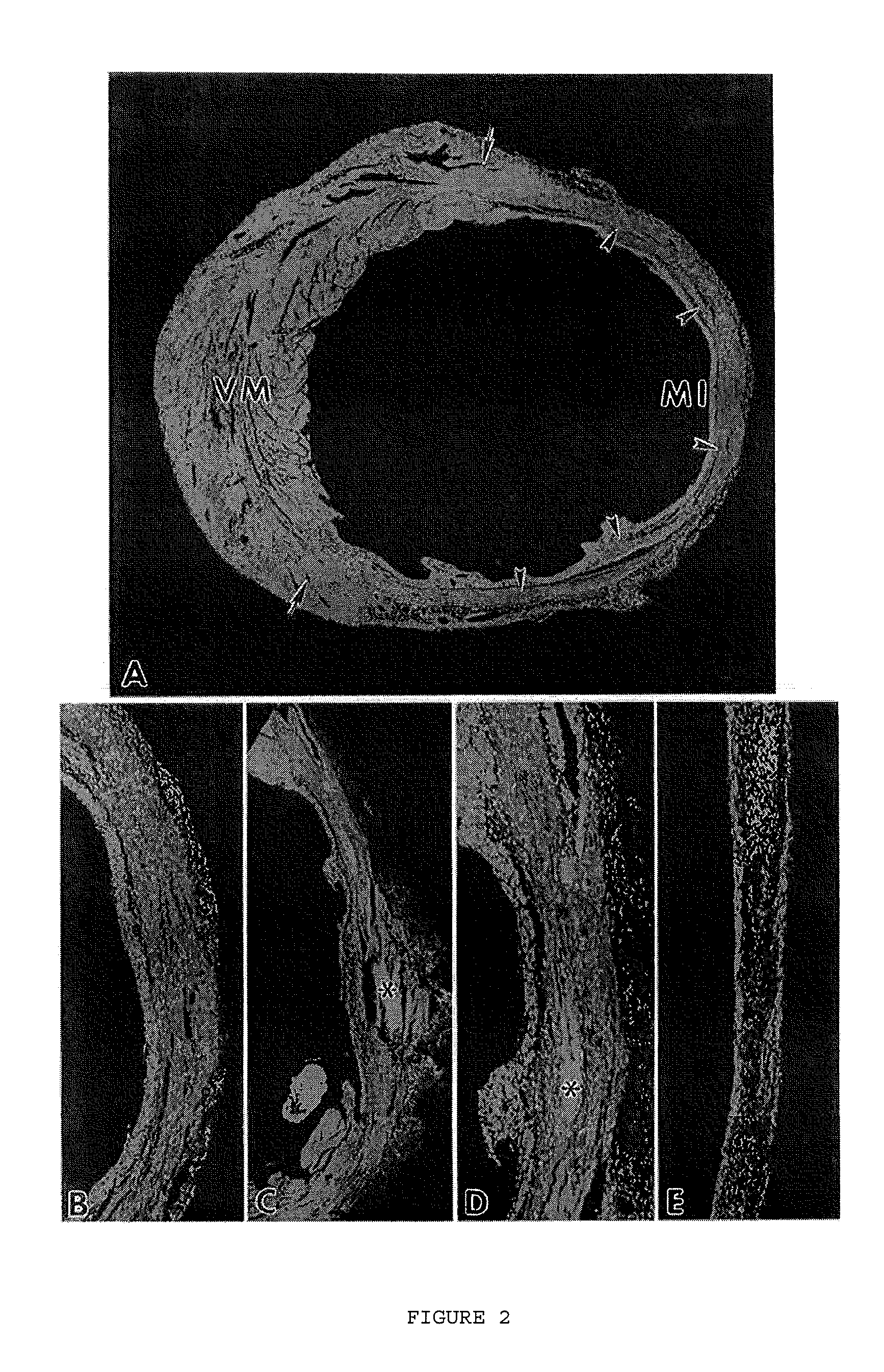 Compositions of adult organ stem cells and uses thereof