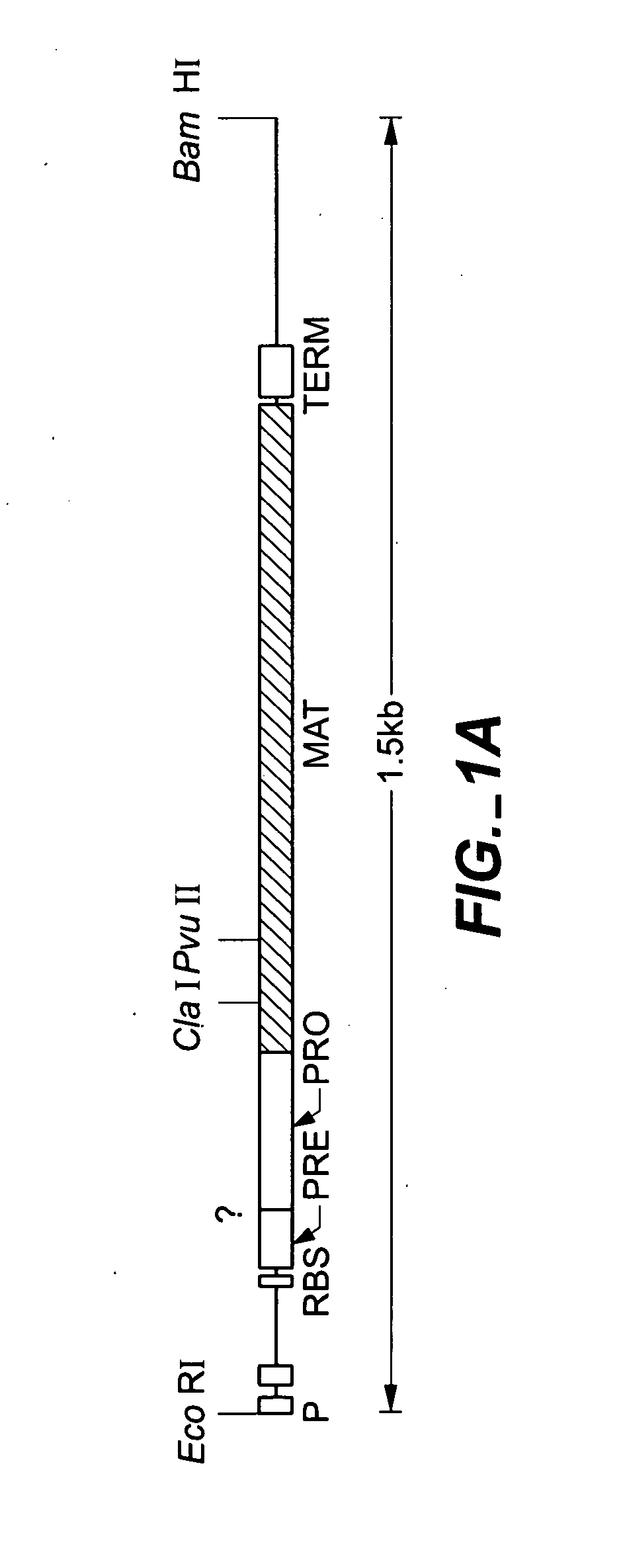 Proteases producing an altered immunological response and methods of making and using the same