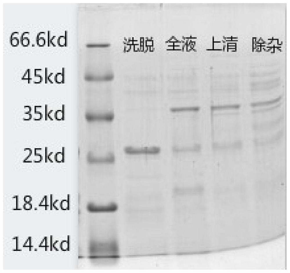 2019-nCoV double-target antibody detection microsphere complex combination, preparation method, kit and use method of kit