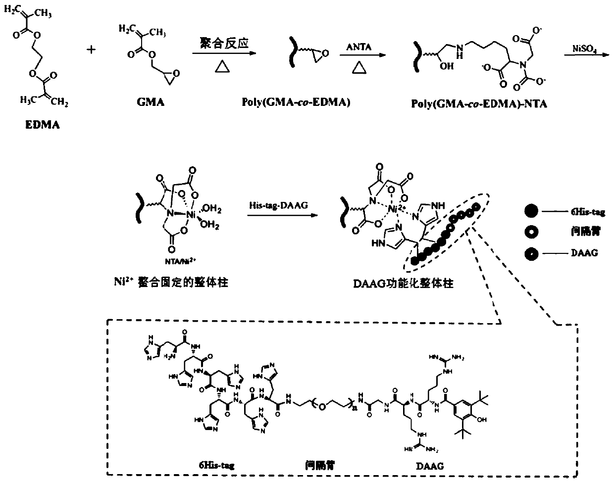 A kind of biomimetic small peptide ligand-based affinity-enriched monolithic material and its preparation and application