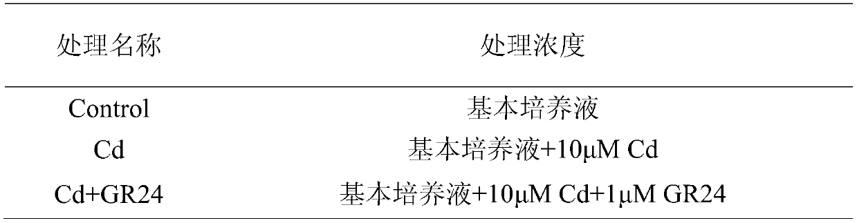 Application of strigolactone in alleviating cadmium toxicity of cadmium stress to plants