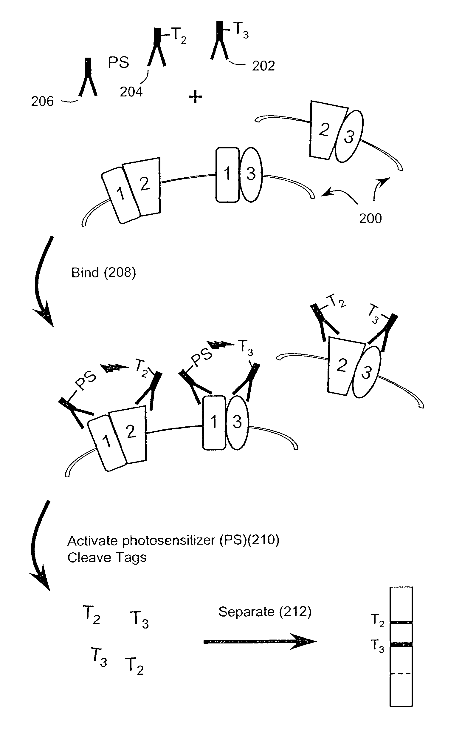 Profiling frequencies of receptor heterodimers