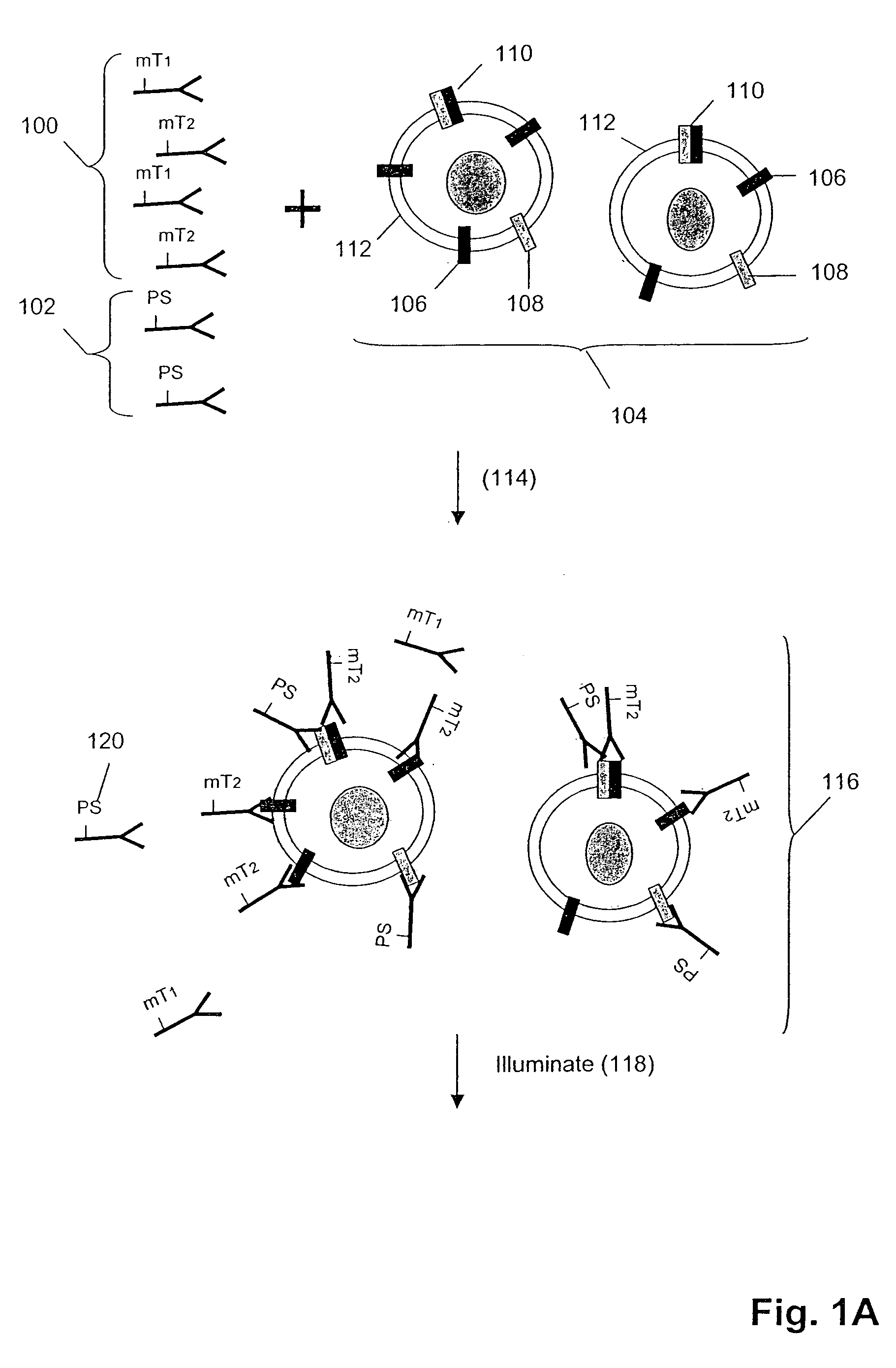 Profiling frequencies of receptor heterodimers