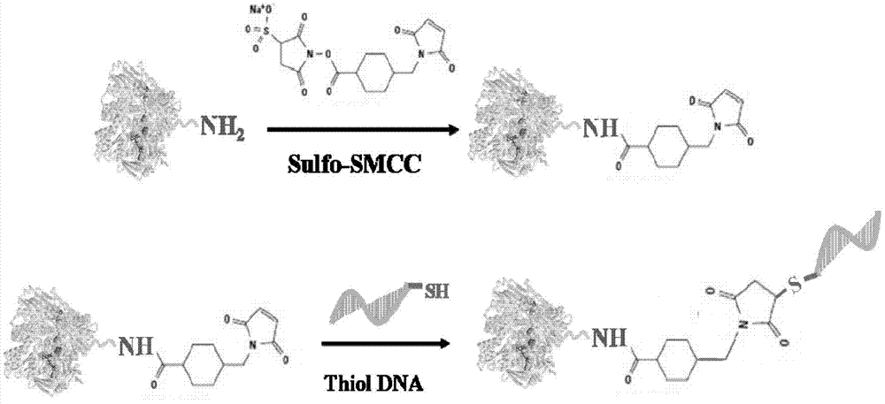 Xanthine oxidase-deoxyribonucleic acid (DNA) complex for detecting target gene by uric acid instrument and preparation method and application of xanthine oxidase-deoxyribonucleic acid (DNA) complex in detection