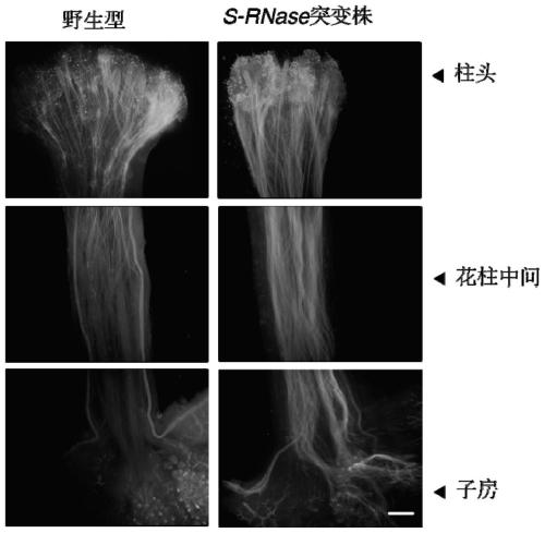 Method for overcoming diploid potato self-incompatibility