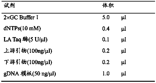 Skin keratinization-less hair-leukonychia syndrome new disease-causing gene and coding protein and application thereof