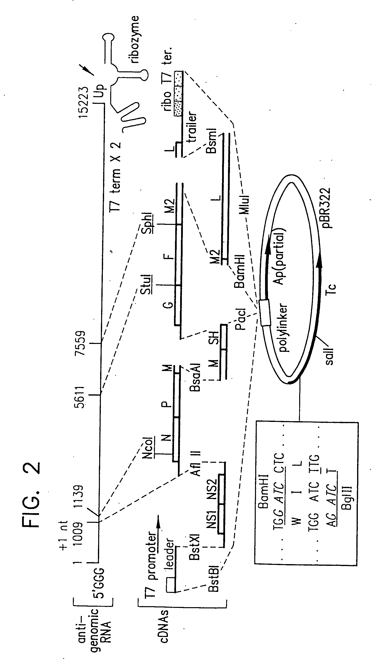 Production of attenuated chimeric respiratory syncytial virus vaccines from cloned nucleotide sequences