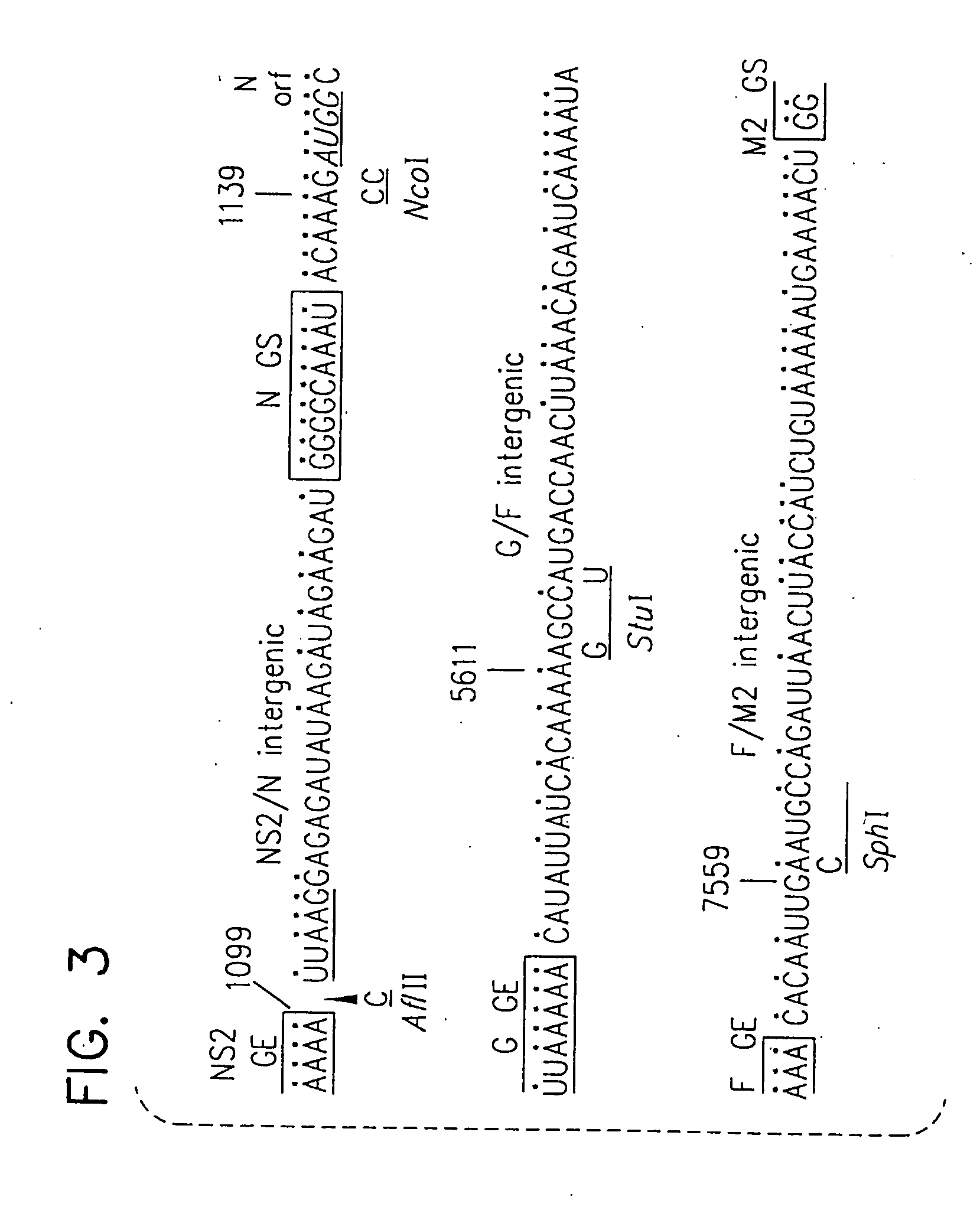 Production of attenuated chimeric respiratory syncytial virus vaccines from cloned nucleotide sequences