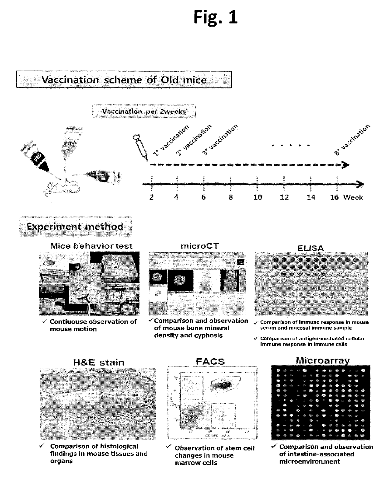 Composition comprising recombinant fusion protein of pathogenic antigen protein and flagellin of vibrio vulnificus for preventing, alleviating, or treating aging