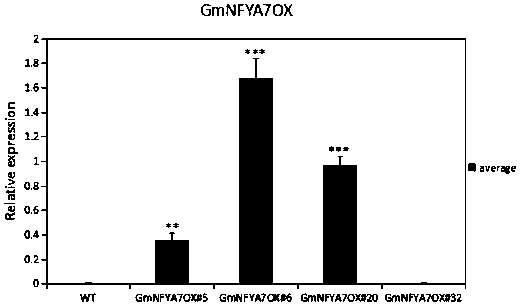 Soybean low phosphorus response genes capable of promoting formation of lateral roots and protein and application of soybean low phosphorus response genes