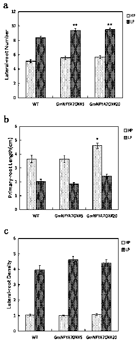 Soybean low phosphorus response genes capable of promoting formation of lateral roots and protein and application of soybean low phosphorus response genes