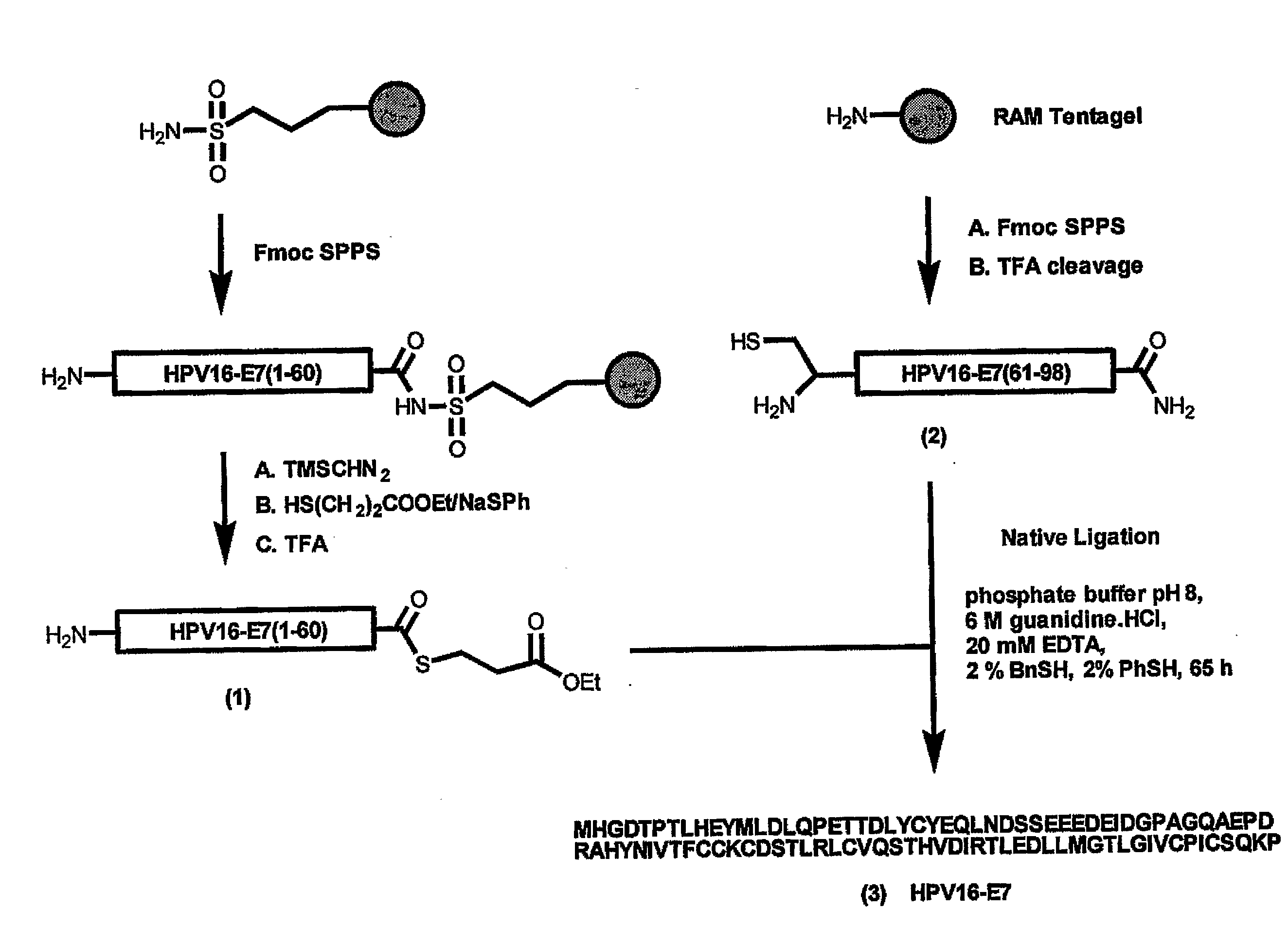 Synthetic Protein as Tumor-Specific Vaccine