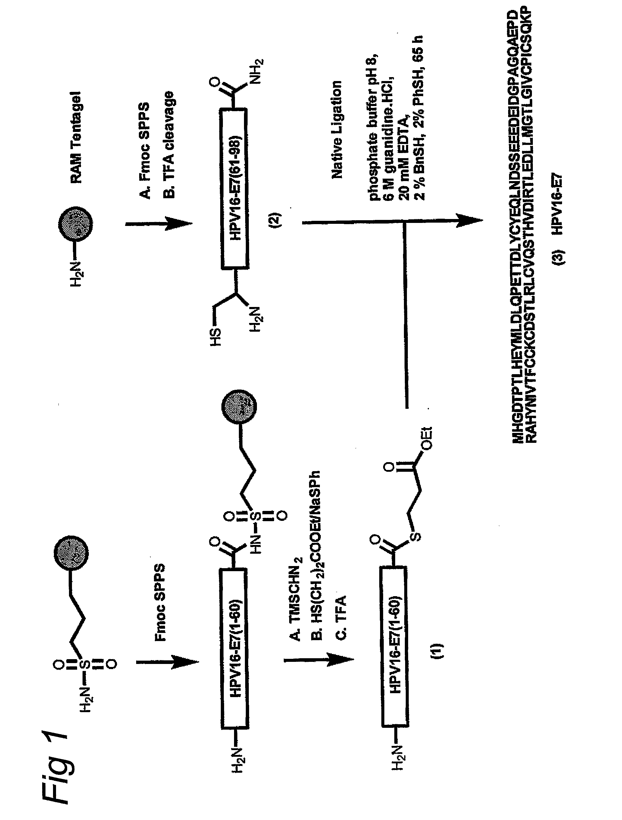 Synthetic Protein as Tumor-Specific Vaccine