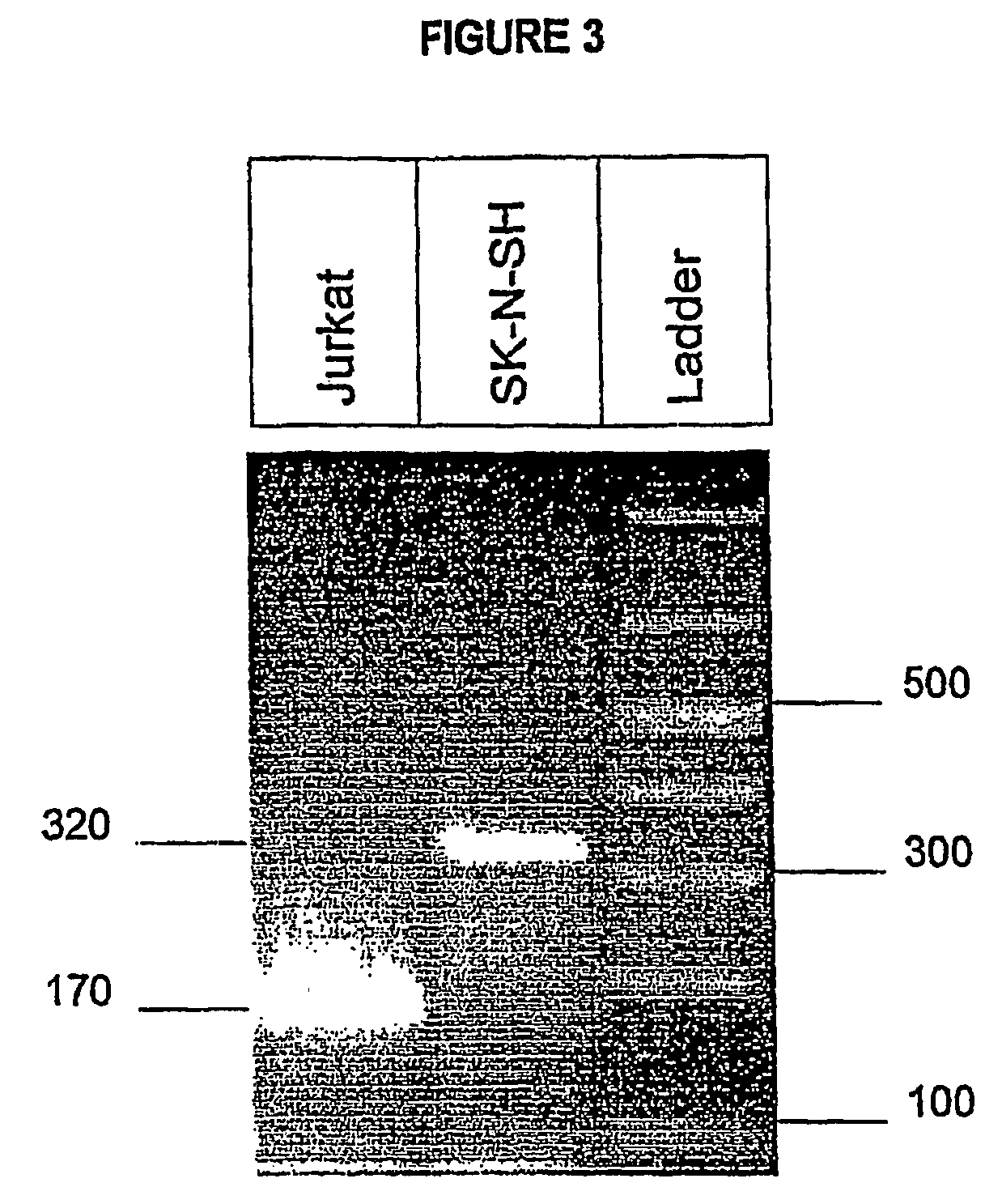 T type calcium channel inhibitors