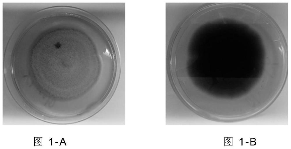 Alternaria brassicae and application thereof