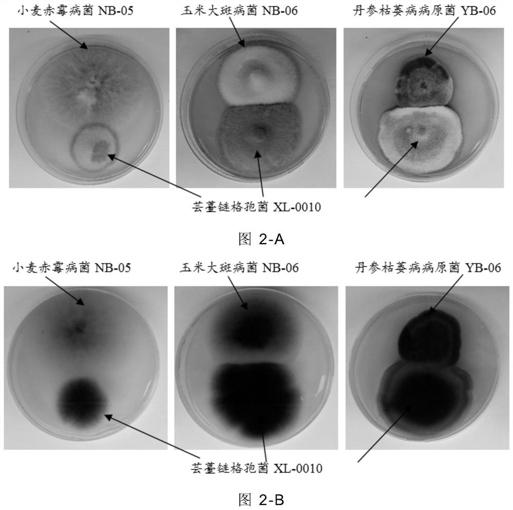 Alternaria brassicae and application thereof