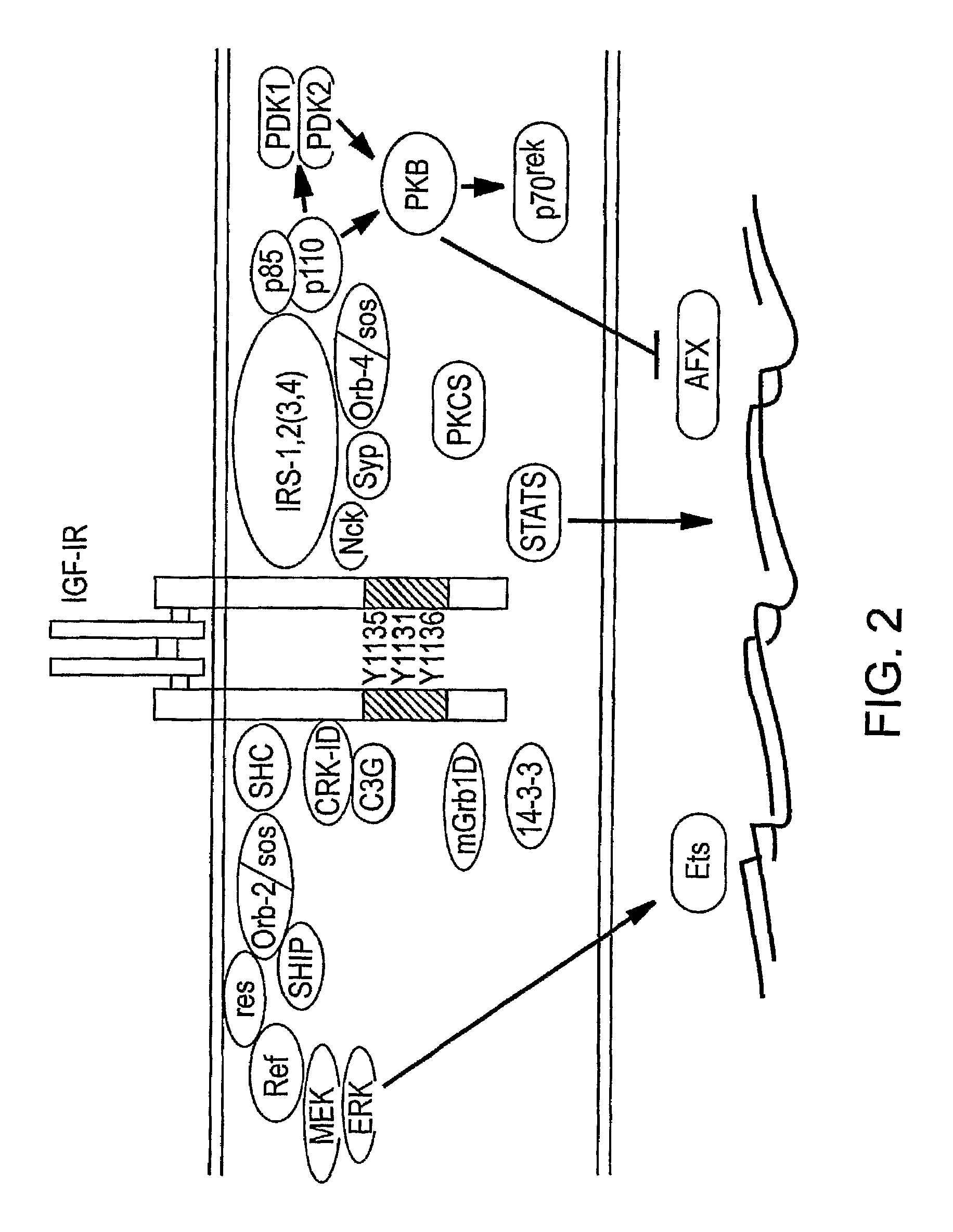 Human monoclonal antibodies that specifically bind IGF-II