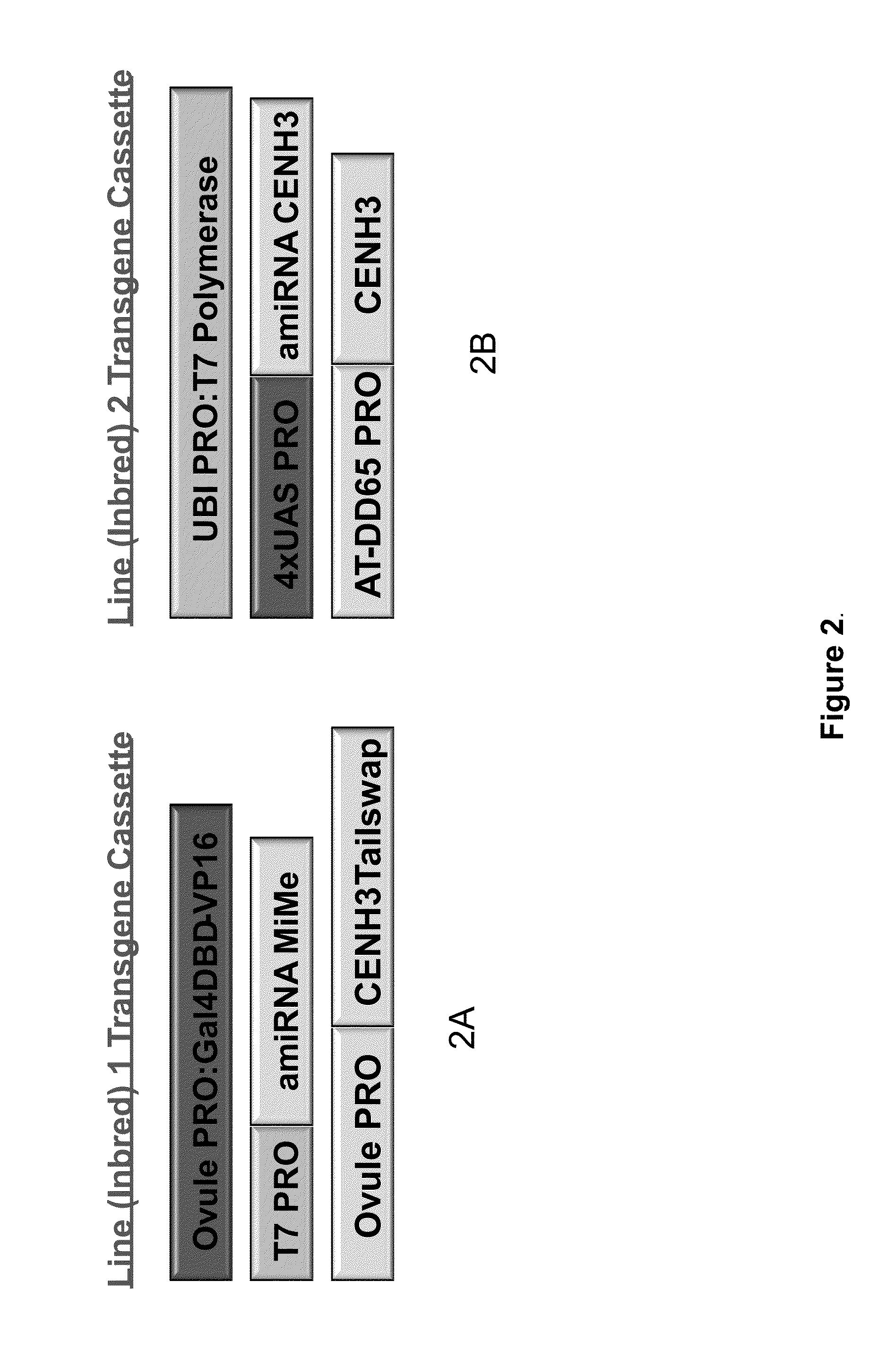 Self-Reproducing Hybrid Plants