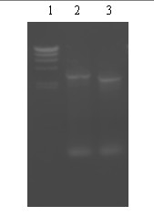 Engineering bacteria for generating gentamicin C1a and constructing method of engineering bacteria