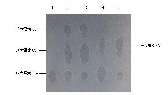 Engineering bacteria for generating gentamicin C1a and constructing method of engineering bacteria