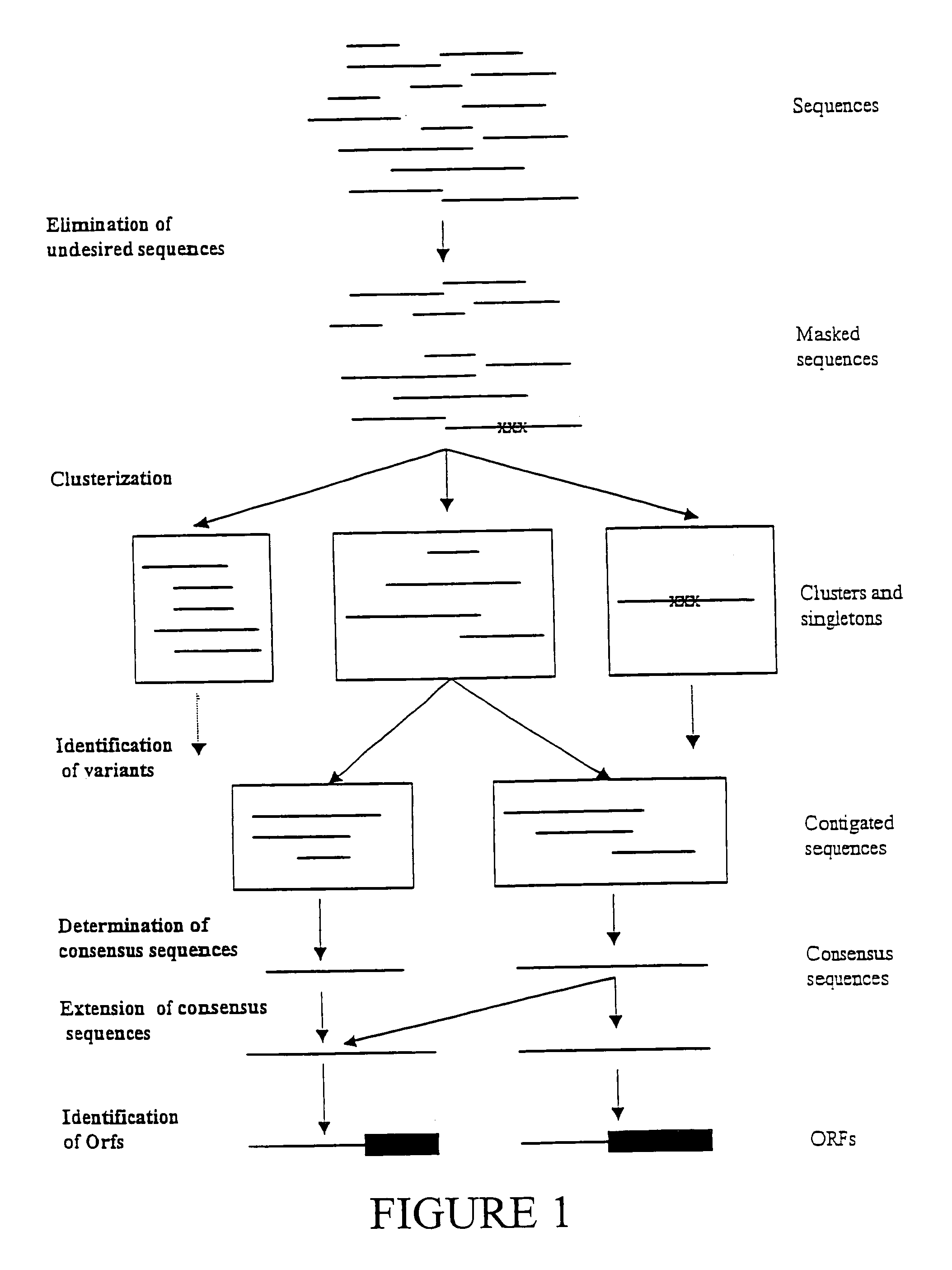 Expressed sequence tags and encoded human proteins