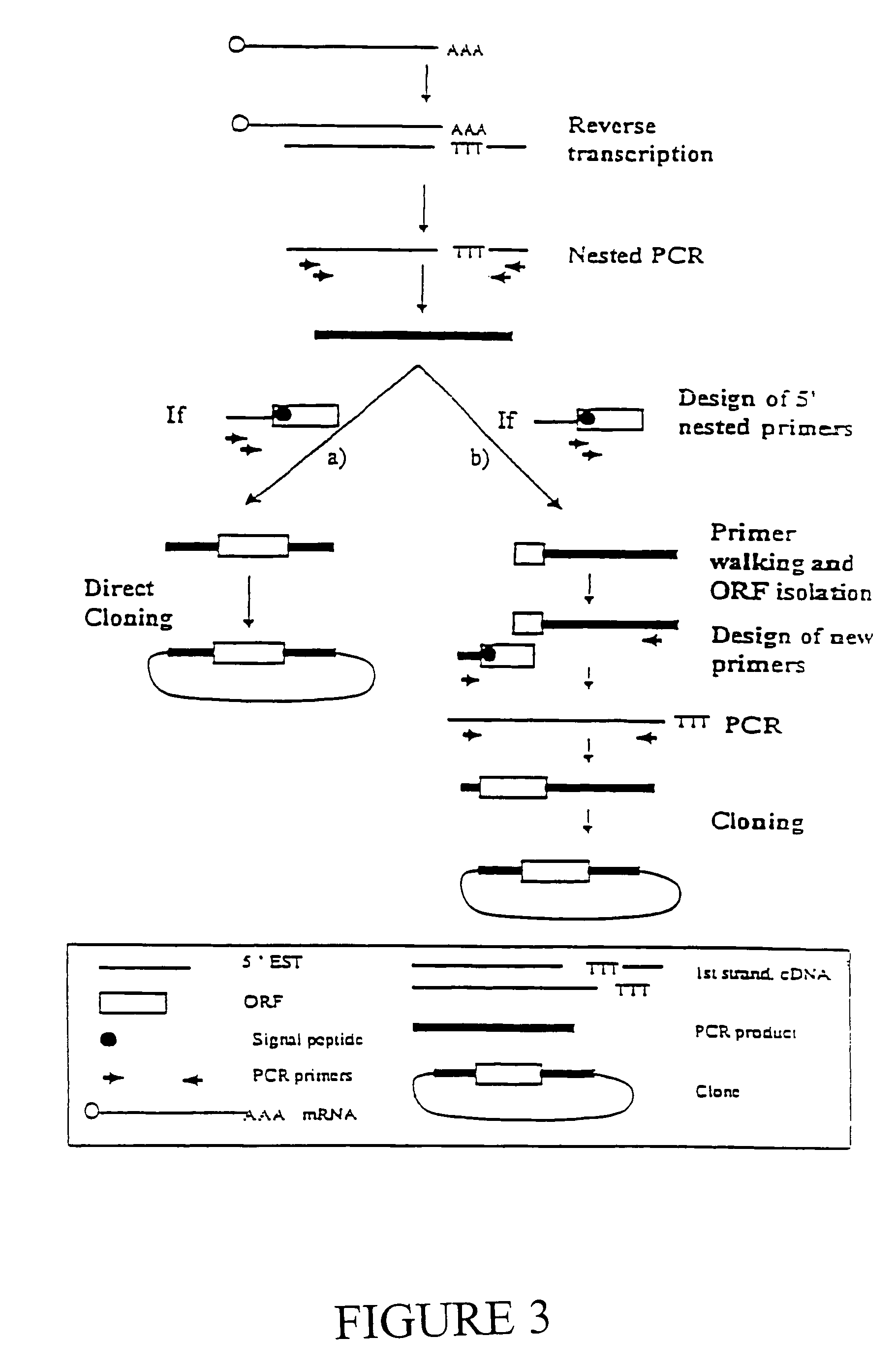 Expressed sequence tags and encoded human proteins