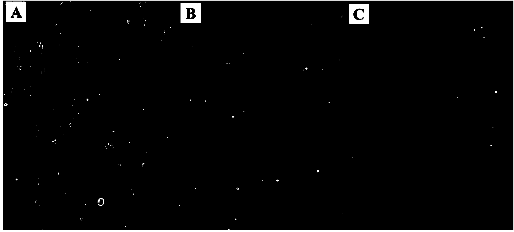 Establishment and application method of ovary cell line of cynoglossus semilaevis