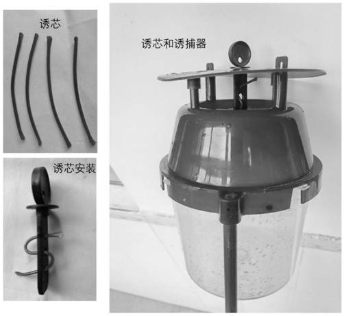 Sex attractant for spodoptera frugiperda, as well as preparation method and application of sex attractant