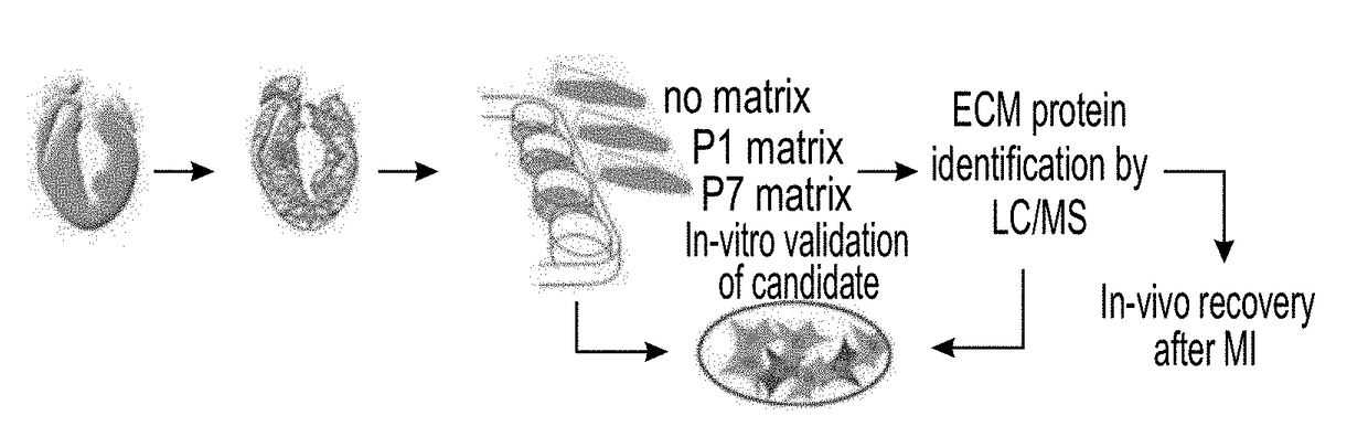 Method of inducing cardiomyocytes proliferation and treating heart diseases