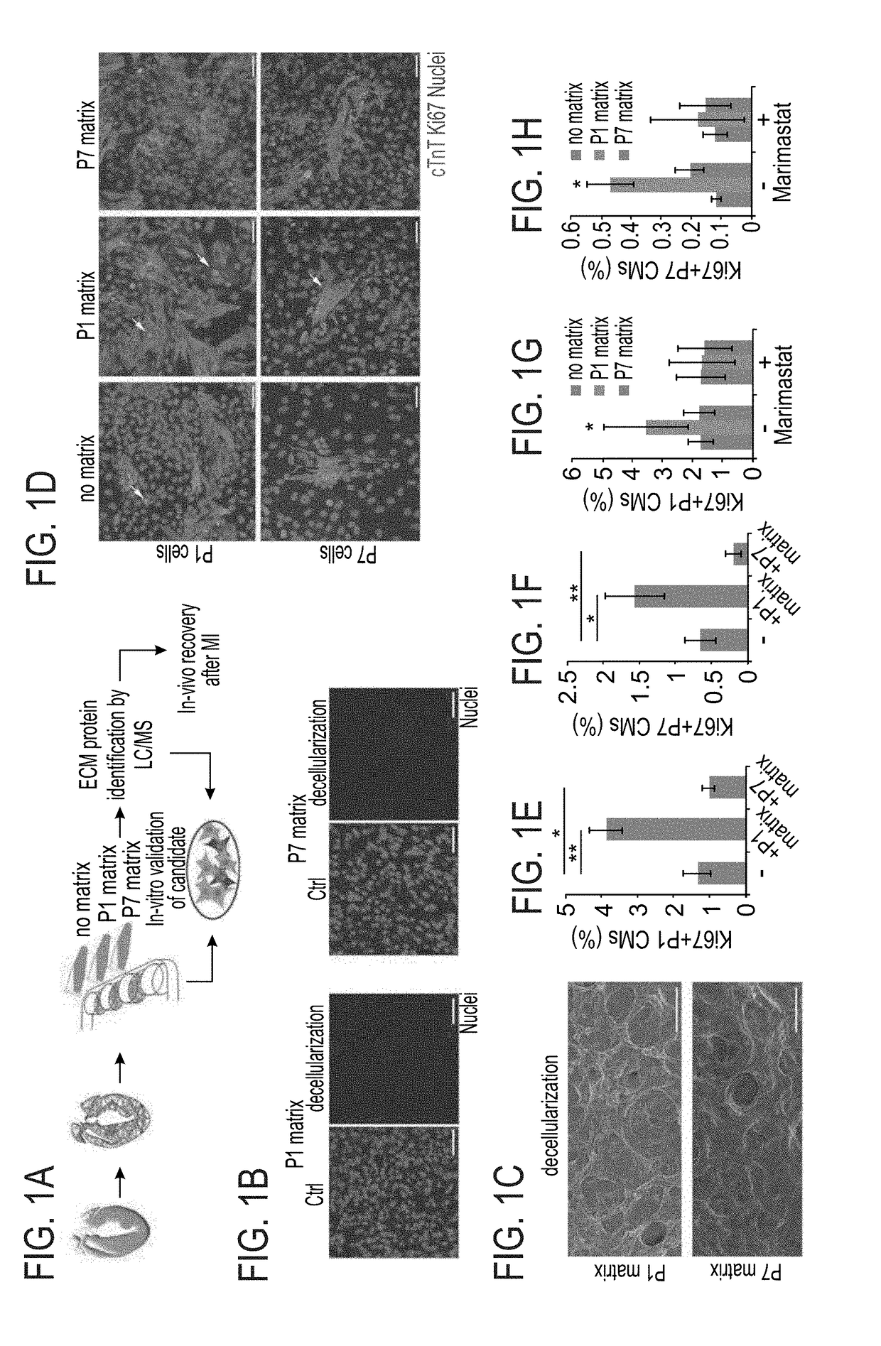 Method of inducing cardiomyocytes proliferation and treating heart diseases