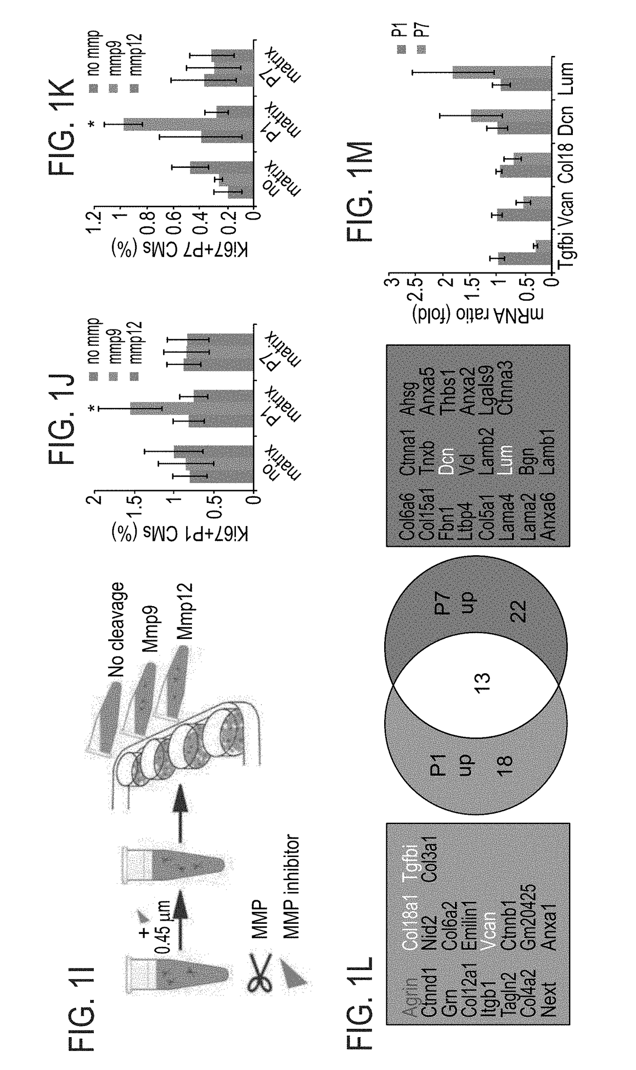 Method of inducing cardiomyocytes proliferation and treating heart diseases