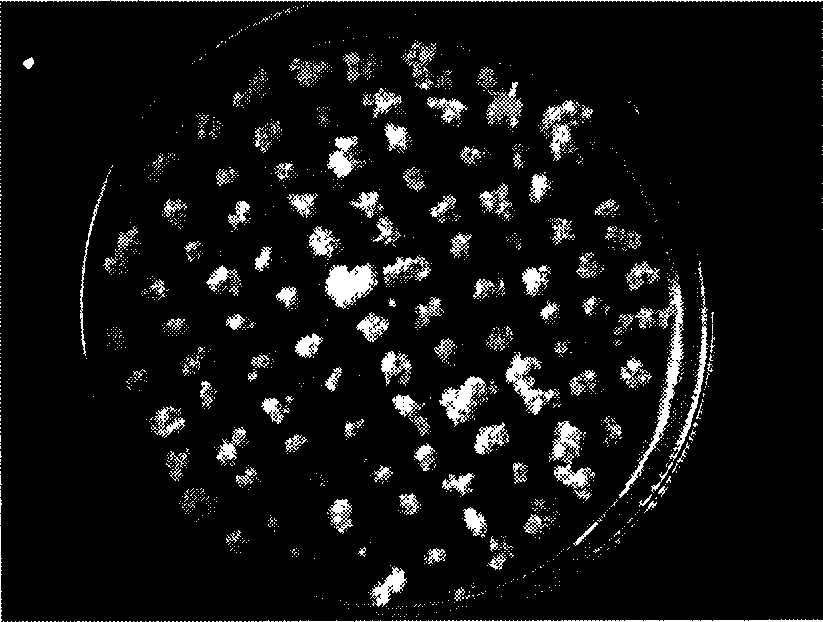 Method for establishing high frequency regenerating system of perennial ryegrass