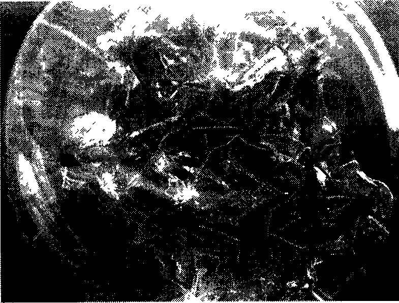 Method for establishing high frequency regenerating system of perennial ryegrass