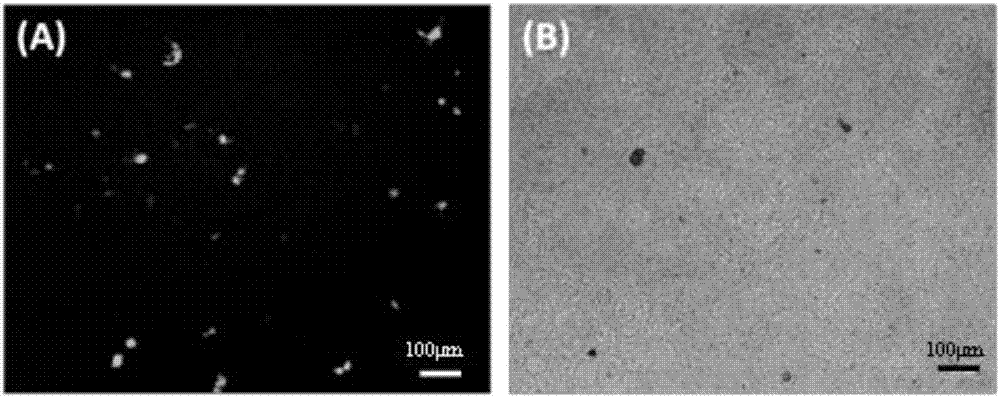 Polyethylene glycol modified calcium-based nano-drug delivery particle, preparation method thereof and application