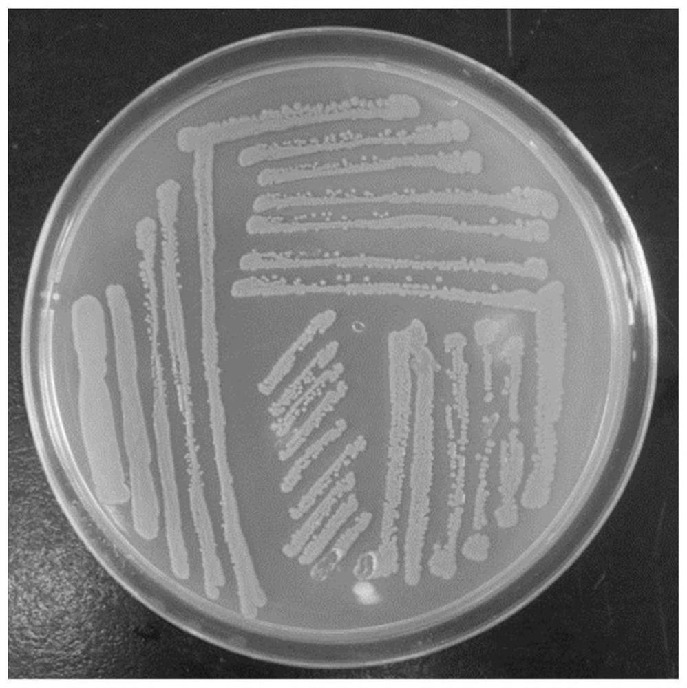 Preparation method and application of a compost low-temperature composite fermentation bacterial agent