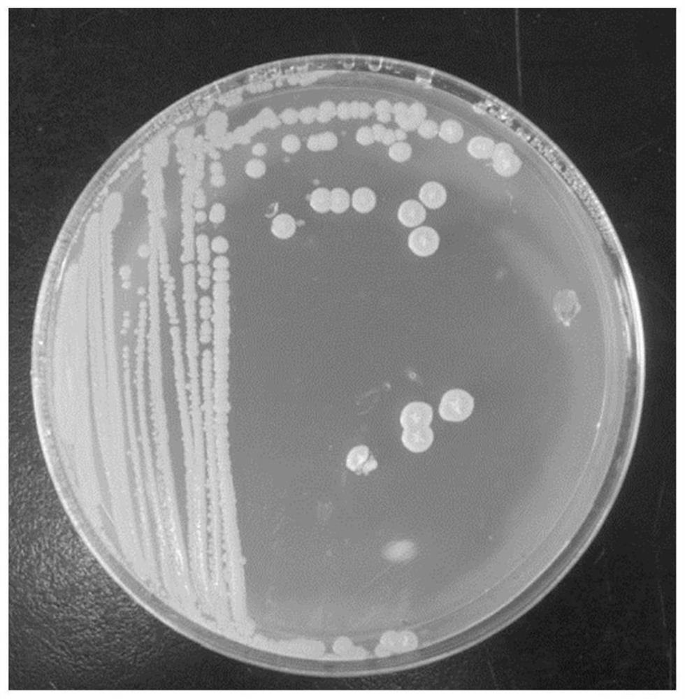 Preparation method and application of a compost low-temperature composite fermentation bacterial agent