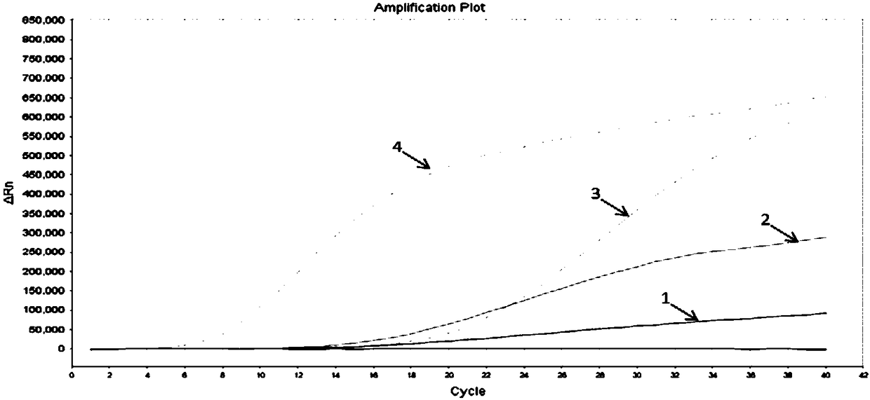 RAA constant temperature fluorescence detection method and reagents for prawn covert mortality nodavirus (CMNV)