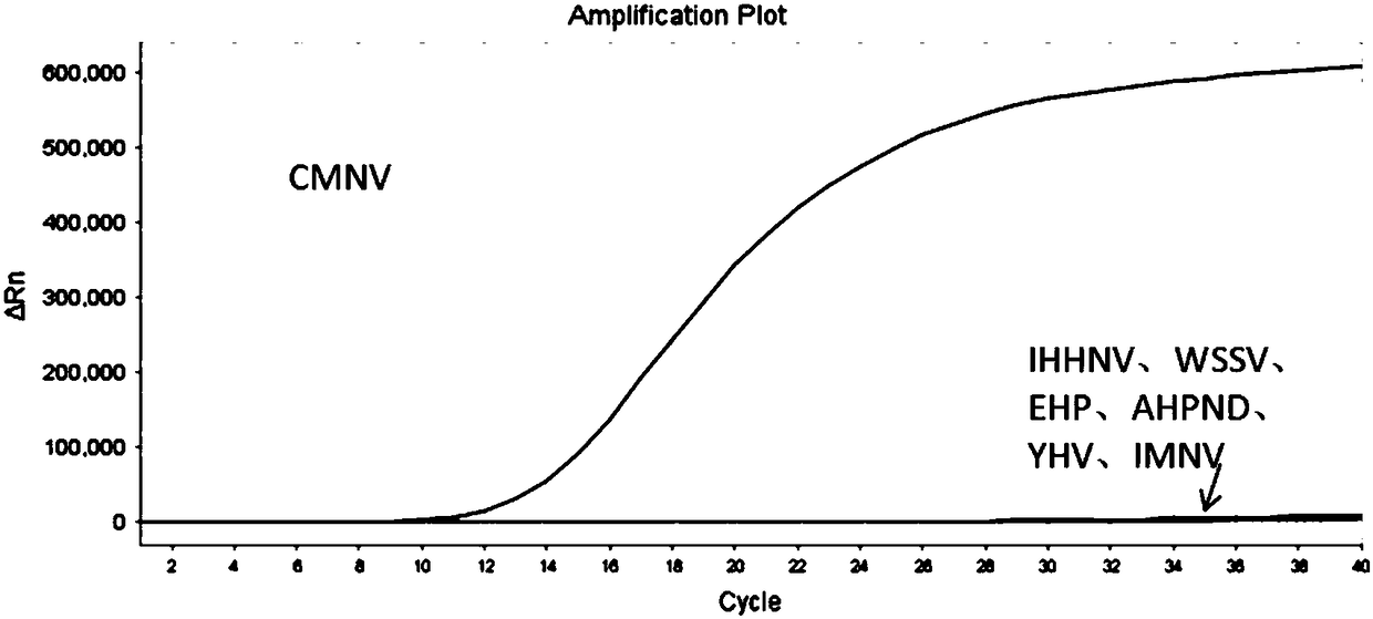 RAA constant temperature fluorescence detection method and reagents for prawn covert mortality nodavirus (CMNV)