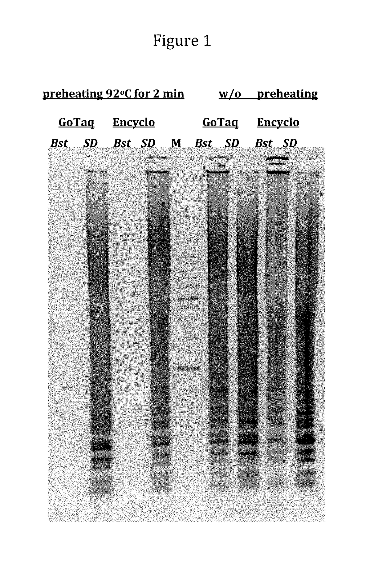 DNA polymerases