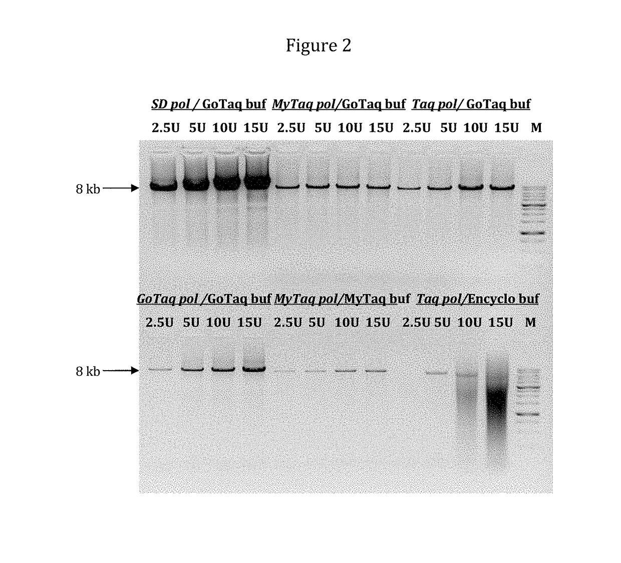 DNA polymerases