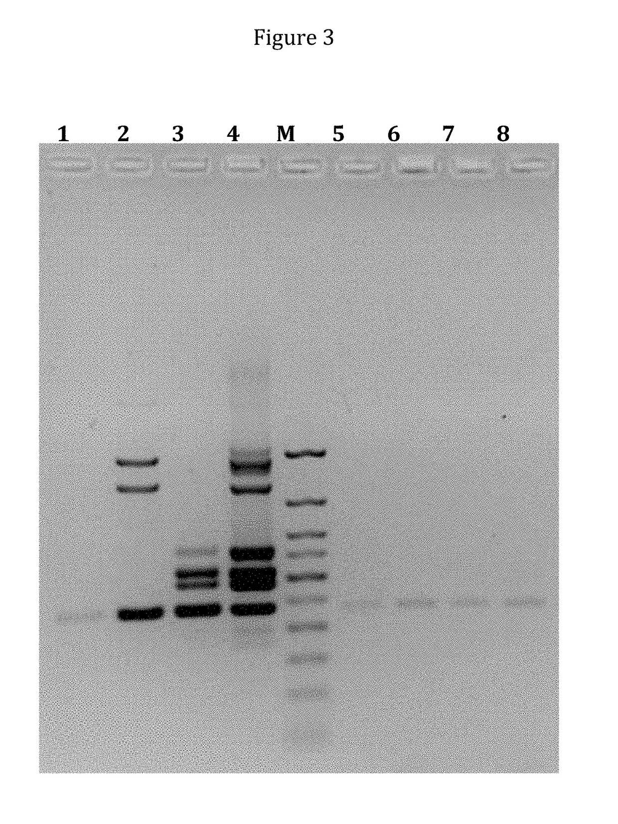 DNA polymerases