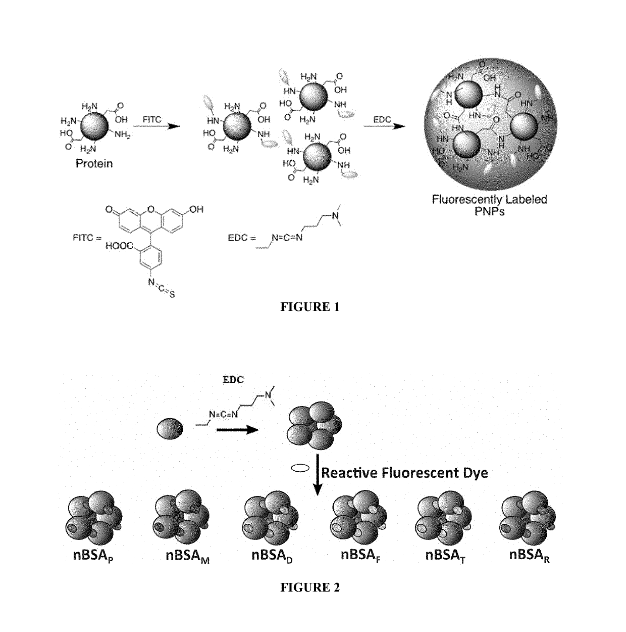 Protein fluorescent nanoparticles and methods of synthesis thereof