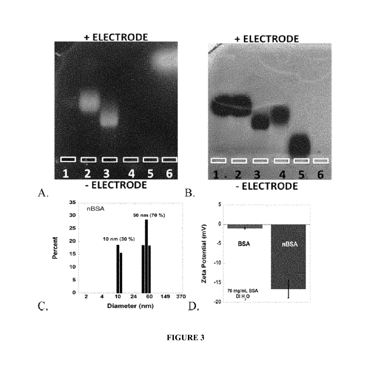 Protein fluorescent nanoparticles and methods of synthesis thereof