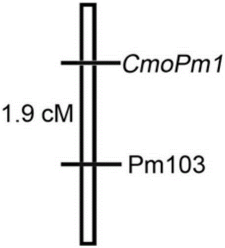 China pumpkin powdery mildew molecular marker and primer pair identifying resistance character of China pumpkin powdery mildew