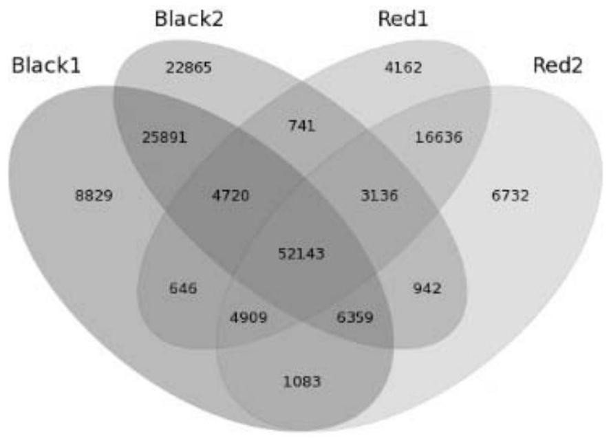 Lycium barbarum gene, and coding protein, recombinant vector and application thereof