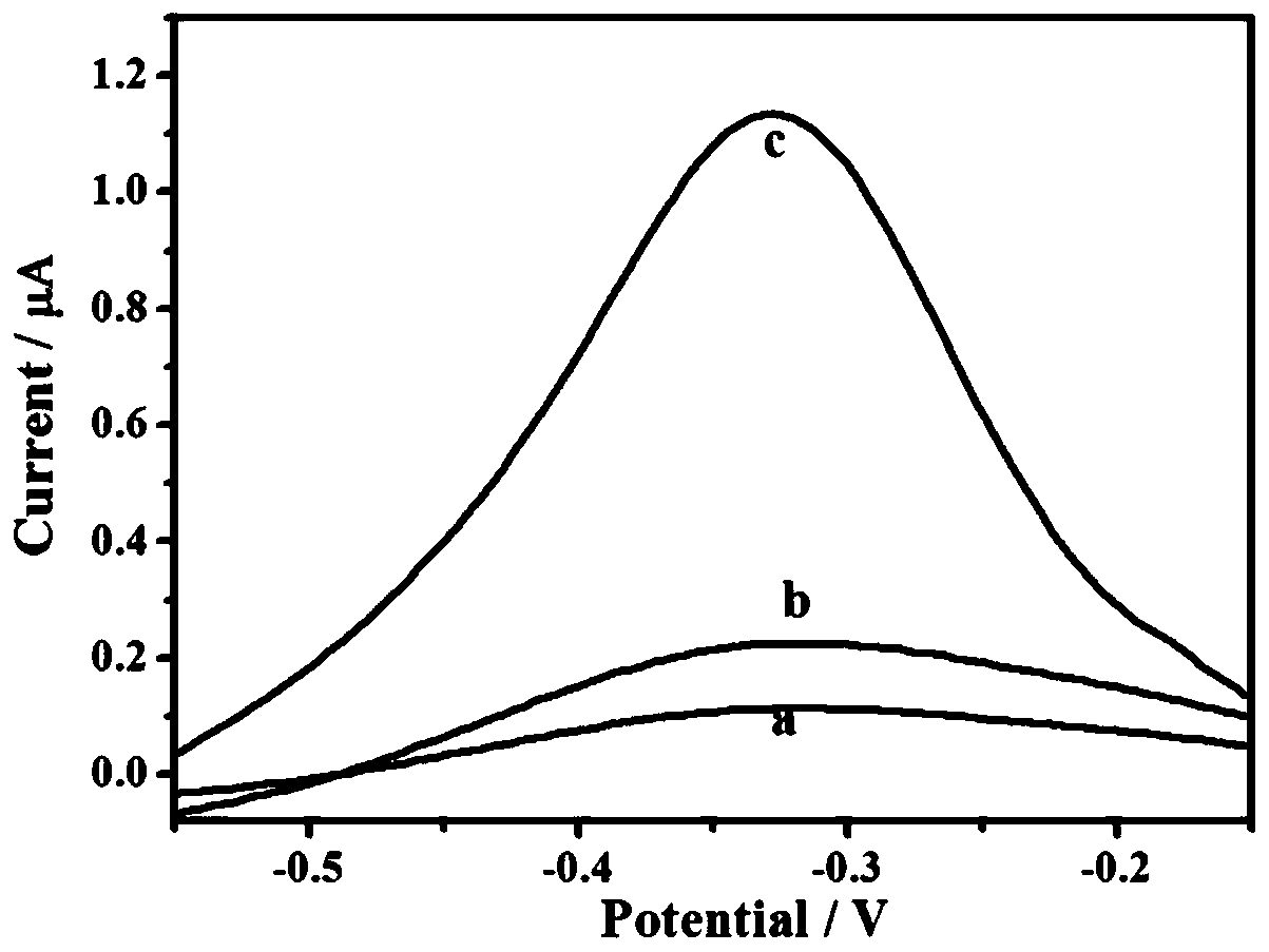 Detection method of electrochemical acute leukemia gene Pax-5a based on enzyme assisted cyclic signal amplification