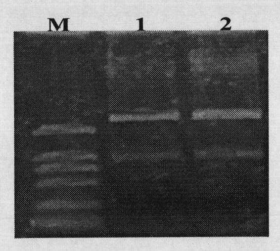 Specific promoter of soybean seeds and use thereof