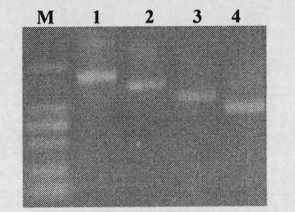 Specific promoter of soybean seeds and use thereof